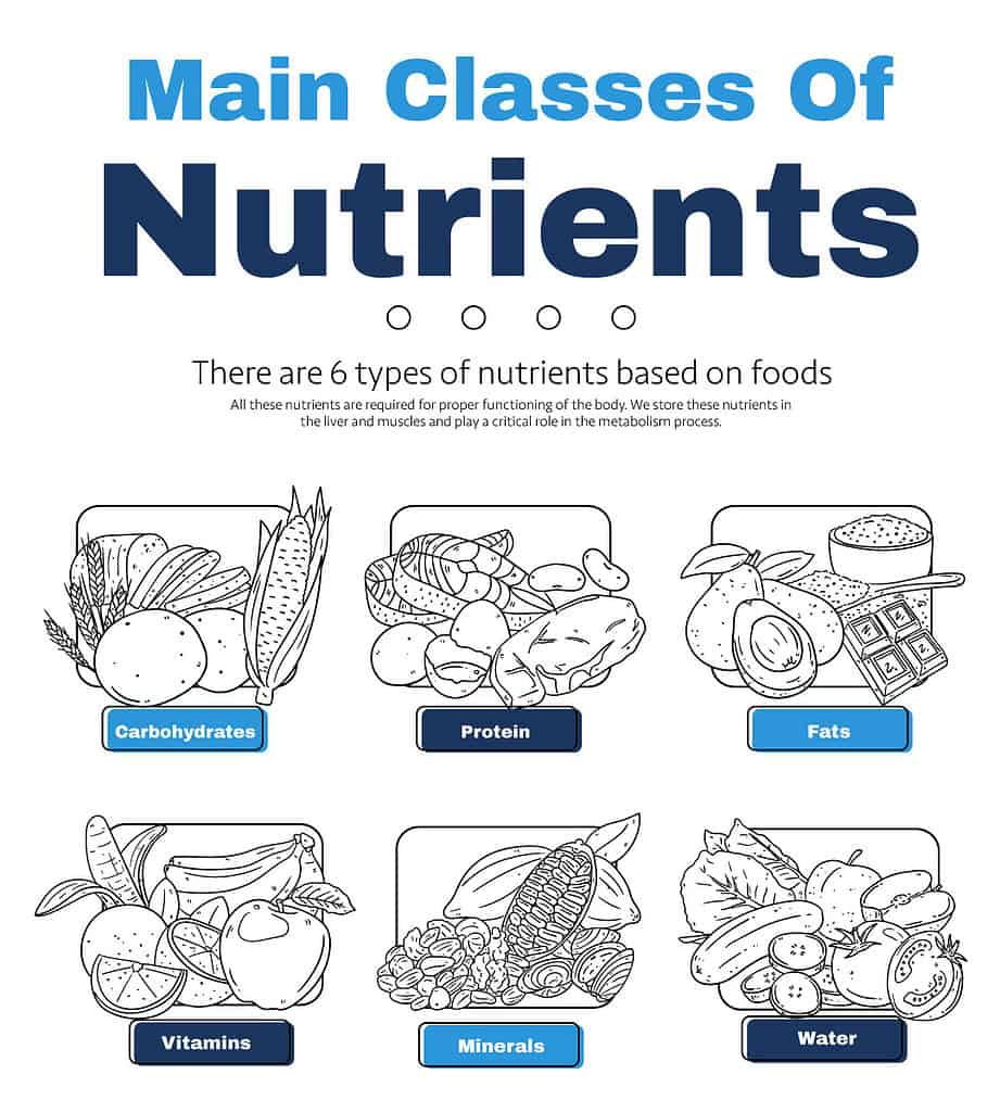 Personalized Nutrition Plan - Main Nutrients